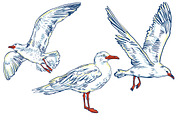 SEAGULL set, a Pattern Graphic by Tanya Akhmett (Thumbnail 3 of 7)
