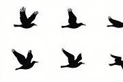 Flying Bird Silhouette Bundle, an Illustration by Designs_River (Thumbnail 10 of 10)