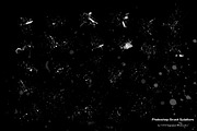 Paint Splatter Brushes Graffiti, a Brush Add-On by FOXYdigitalart (Thumbnail 3 of 11)