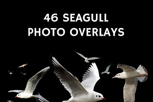 46 Seagull Photo Overlays