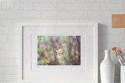 Autumn nature photography set, a Nature Photo by pictures for you (Thumbnail 12 of 22)
