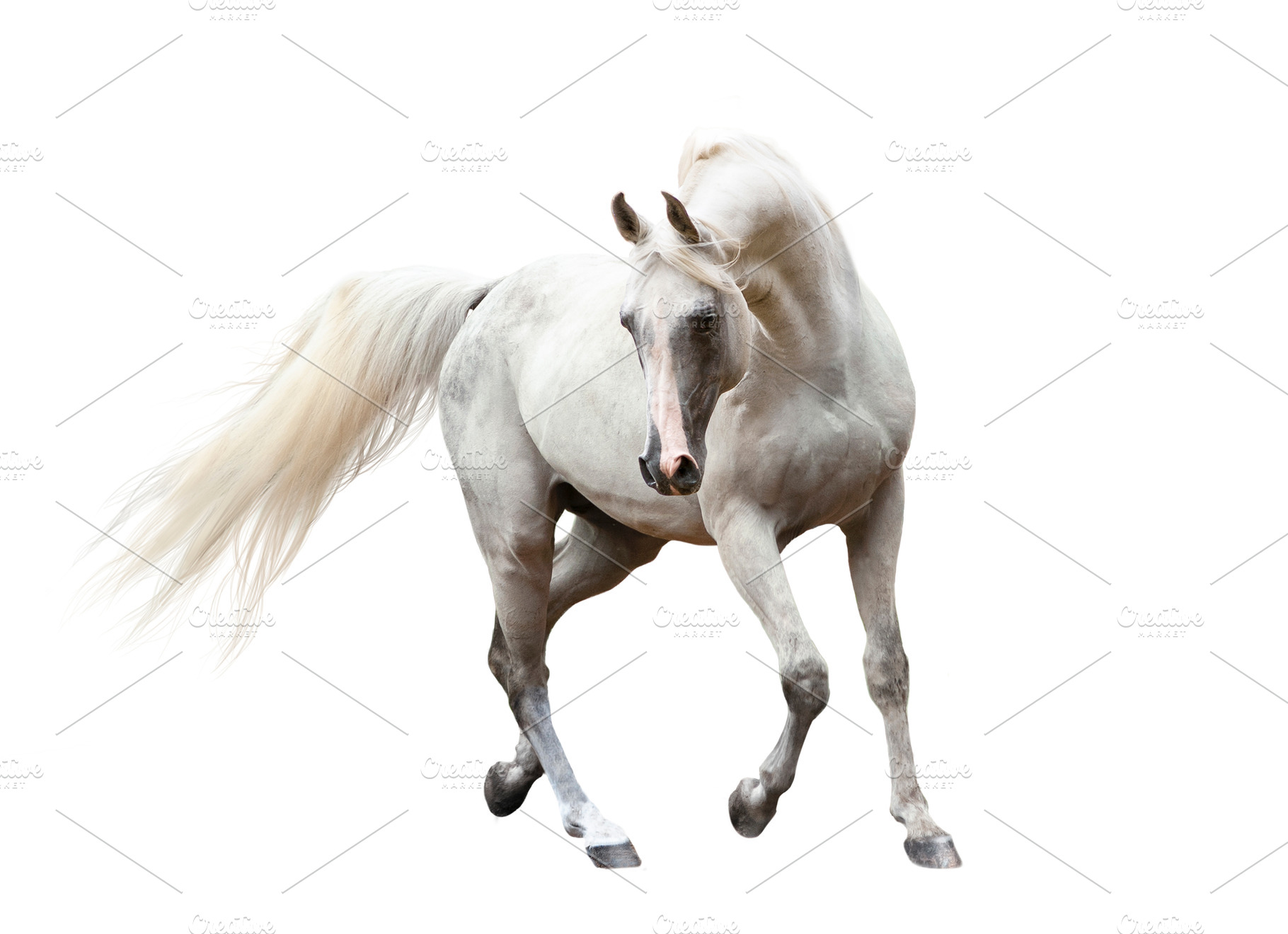 white beautiful arabian horse, an Animal Photo by Olgait
