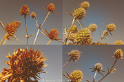 Dry thistle photo set, a Templates & Theme by Auberjean (Thumbnail 2 of 2)