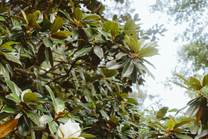 Magnolia featuring magnolia, tree, and flowering