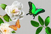 Tropical Oil Motives - PNG Files Set, an Object Illustration by Kseniya-Omega (Thumbnail 4 of 9)
