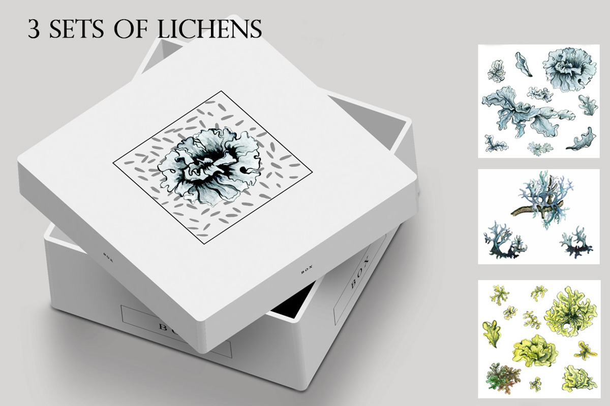Lichens on the Surface, an Illustration by Ann Bright (Photo 3 of 16)