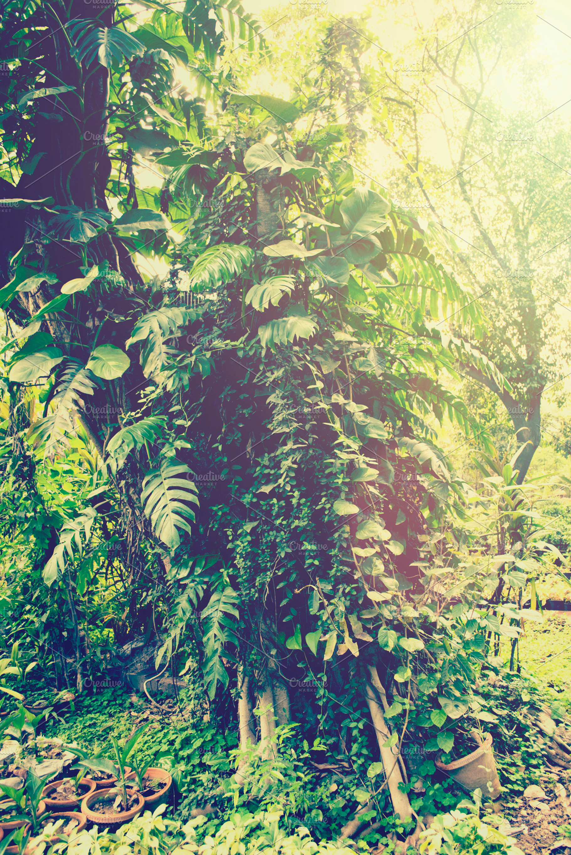 Tropical garden mist, a Nature Photo by FudgeTiger