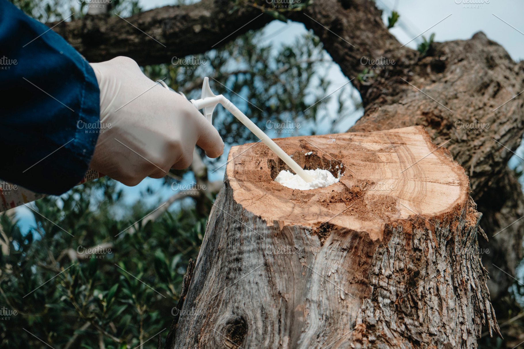 man fills with foam spray a hole in an olive tree, a Photo by Nito