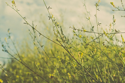 Iseeyouphoto summermeadow 2 featuring nature, summer, and meadow preview 6