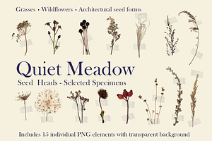 Quiet Meadow – Seed Head Studies