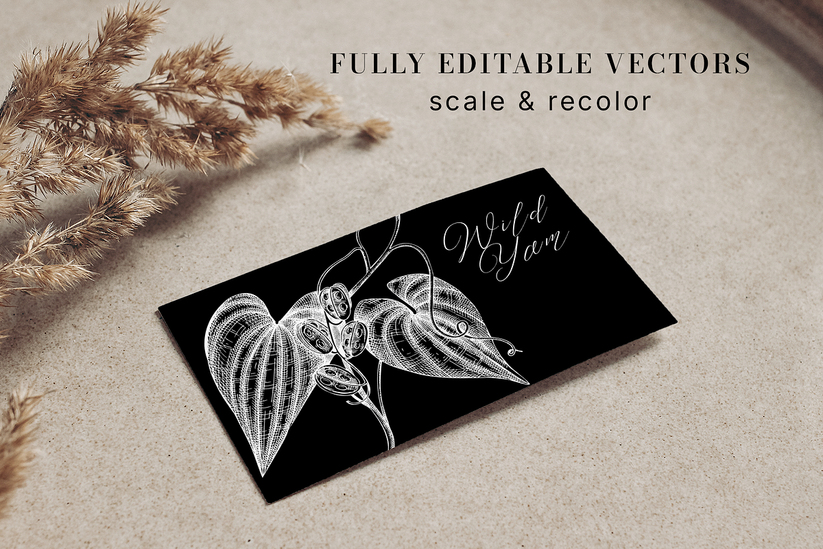 Adaptogenic Plants Vector Collection, a Healthcare Illustration by Yevheniia (Photo 7 of 9)