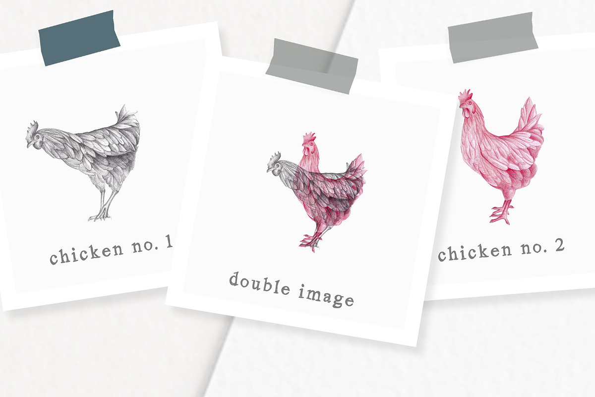 Hand drawn Chicken Illustrations, an Animal Illustration by Greek fonts by nantia.co (Photo 2 of 6)