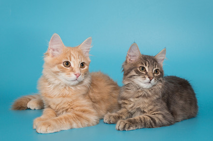 Two kittens sit side by side on a blue background