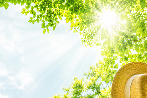Sunlight shining through green leave, a Photo by Dvoevnore photos