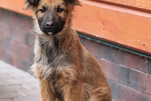 Small Puppy Sitting Near Wooden Wall Outdoors, an Animal Photo by Red Hot Chili Pepper Shop