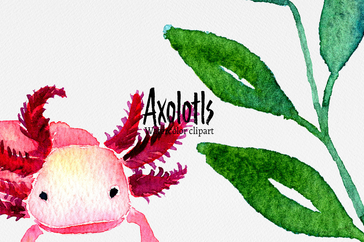 Clip art: Axolotl watercolor, an Animal Illustration by SandraGraphicDesign (Photo 5 of 6)
