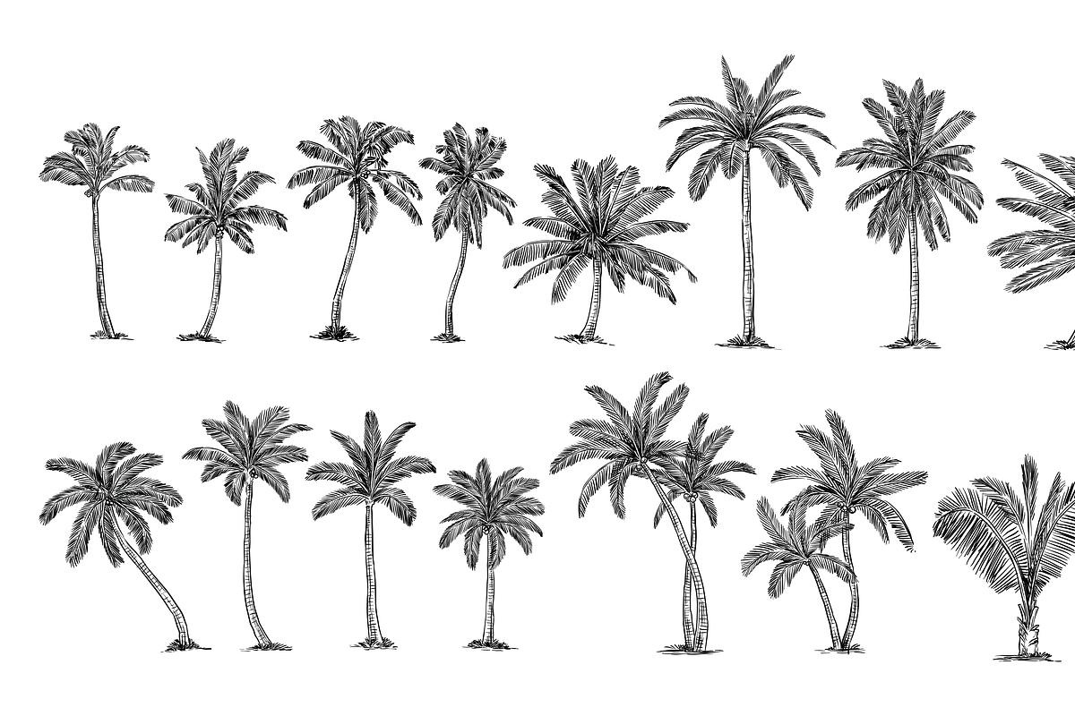coconut tree handdrawn collection, an Object Graphic by nikagraphic