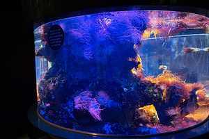 Colorful sea anemones and coral reef display in a cylindrical aq, a Photo by AS photostudio