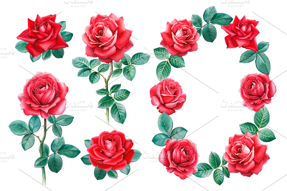 Red roses illustrations and patterns, a Texture Illustration by Sundra (Photo 1 of 11)