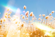 Light Prism Photo Overlays, a Texture Graphic by Craftsy Crafters (Thumbnail 9 of 16)