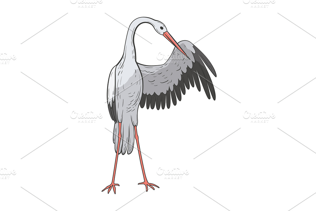 Crane bird in realistic style, an Animal Illustration by Things for designers