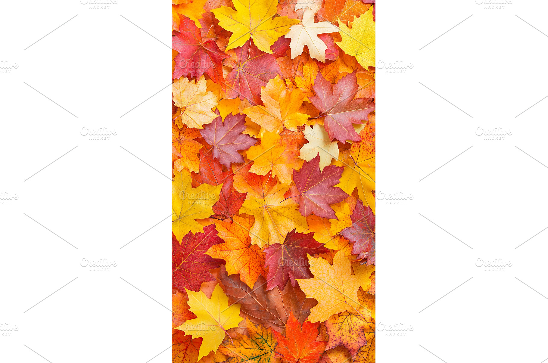 Colorful autumn leaves in a vibrant, a Nature Photo by Lermont51