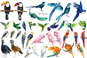 Tropical Birds, Watercolor painting, an Animal Illustration by Hanna Hryharenka (Thumbnail 13 of 13)