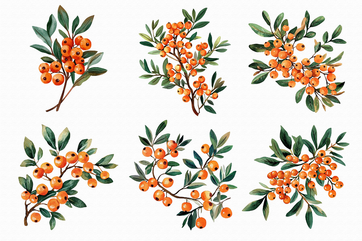 Watercolor Sea Buckthorn berry Clipa, an Illustration by Libby Wishes (Photo 7 of 7)