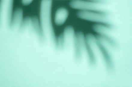 Shadows from palm leaves, a Nature Photo by Olena Rudo