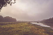 Faded Autumn Forest 31 Photo Pack preview 5