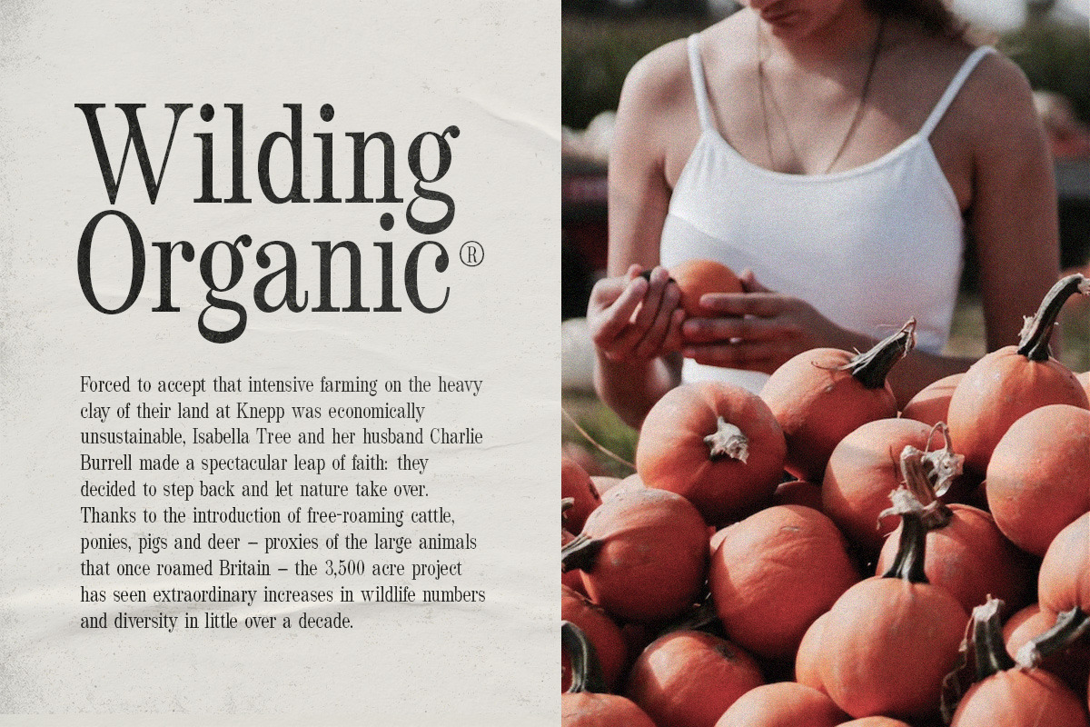 Wildest - Classical Serif, a Serif Font by Tammami (Photo 4 of 9)