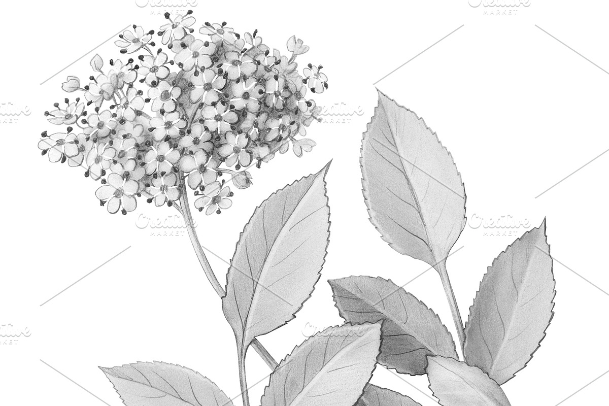 Elder Plant Botanical Illustration, an Illustration by Anna Repp Illustration (Photo 6 of 7)