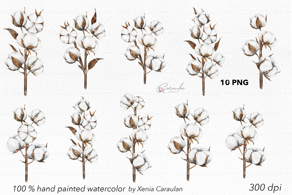 Cotton Plant Watercolor, an Object Illustration by CaraulanStore (Photo 2 of 10)