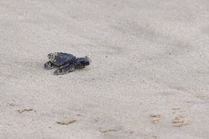 Release of baby turtles Olive Ridley