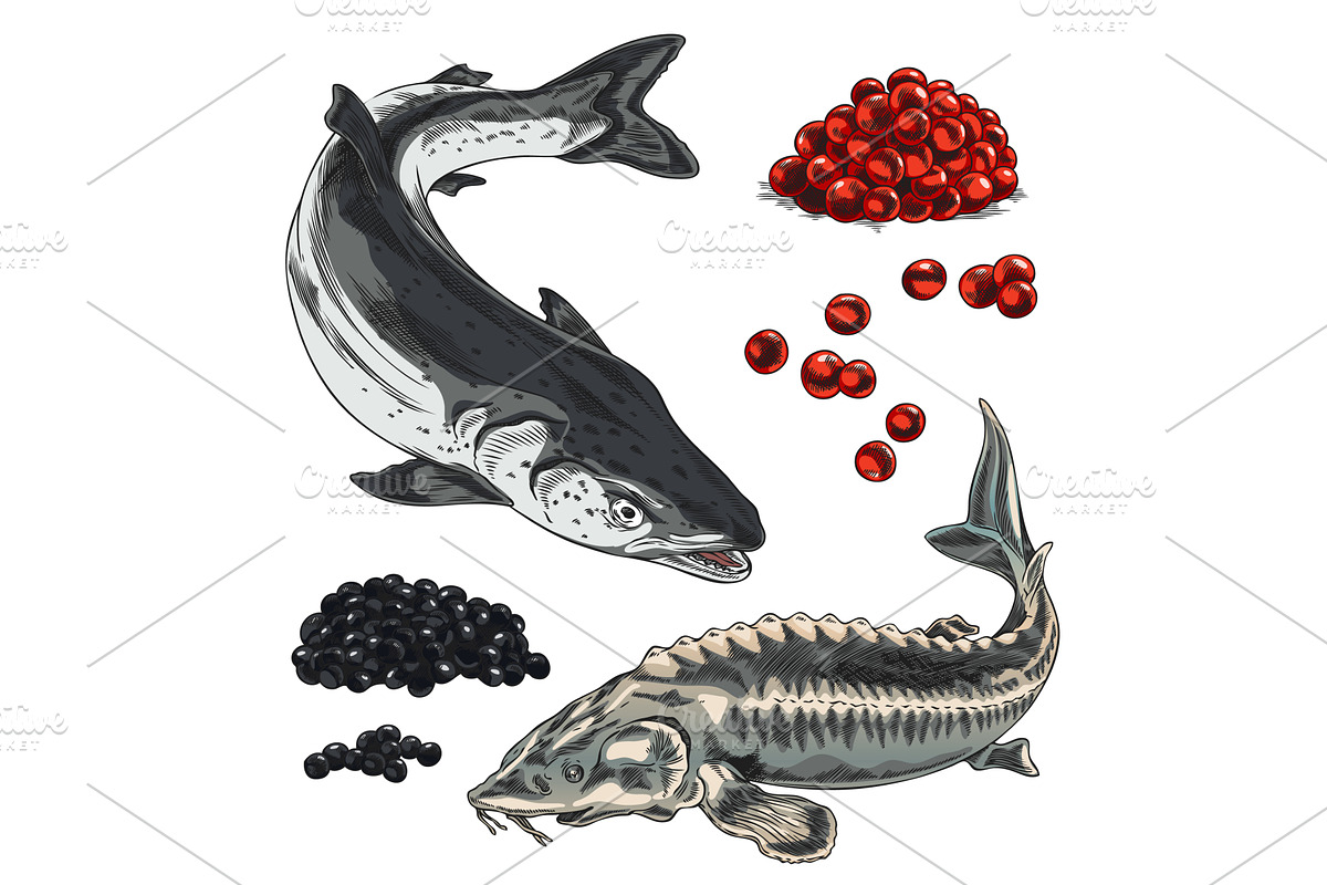 Red and black caviar heaps, salmon, a Food Illustration by Sabelskaya