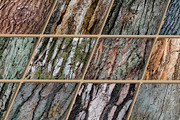 Woody Bark Textures, a Texture Graphic by Norse Moss (Thumbnail 4 of 8)