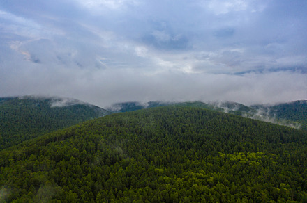 Foggy mountain forest after raining, a Background Photo by yuliyapetrenko