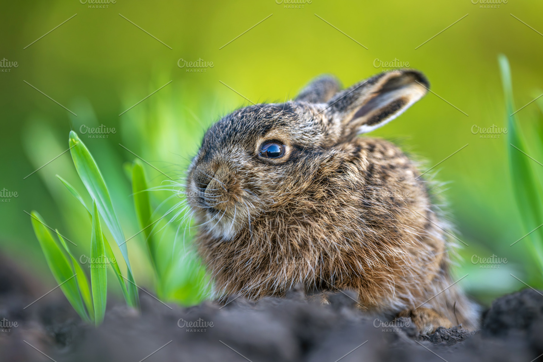 Young wild hare sitting among new spring grass, an Animal Photo by Byrdyak