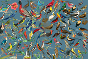 1150 Vintage Bird Illustratins, an Animal Illustration by Lilithcollageart (Thumbnail 8 of 10)