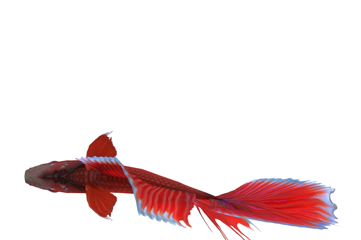 Betta Fish, an Animal 3D Model by AndrewWhite (Photo 3 of 11)