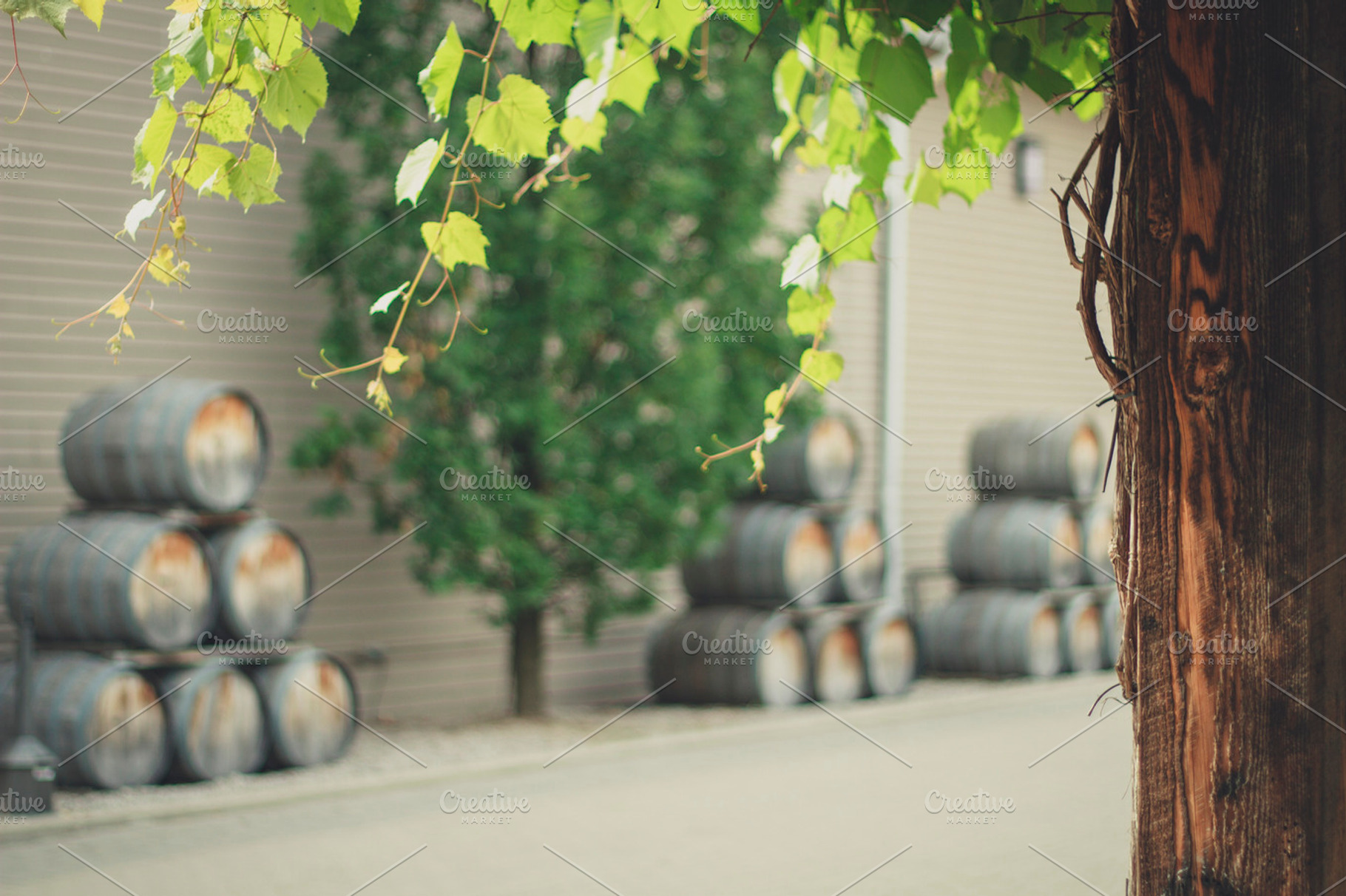 Vine and wine barrel