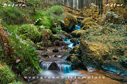 Ever Green 10 Lightroom Presets., an Action Add-On by MorningStar (Thumbnail 5 of 11)