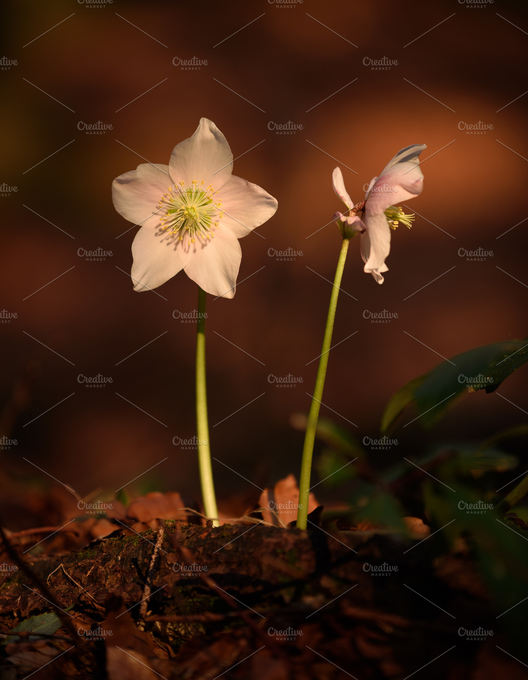 White flower in the spring forest, a Nature Photo by Dreamy Pixel