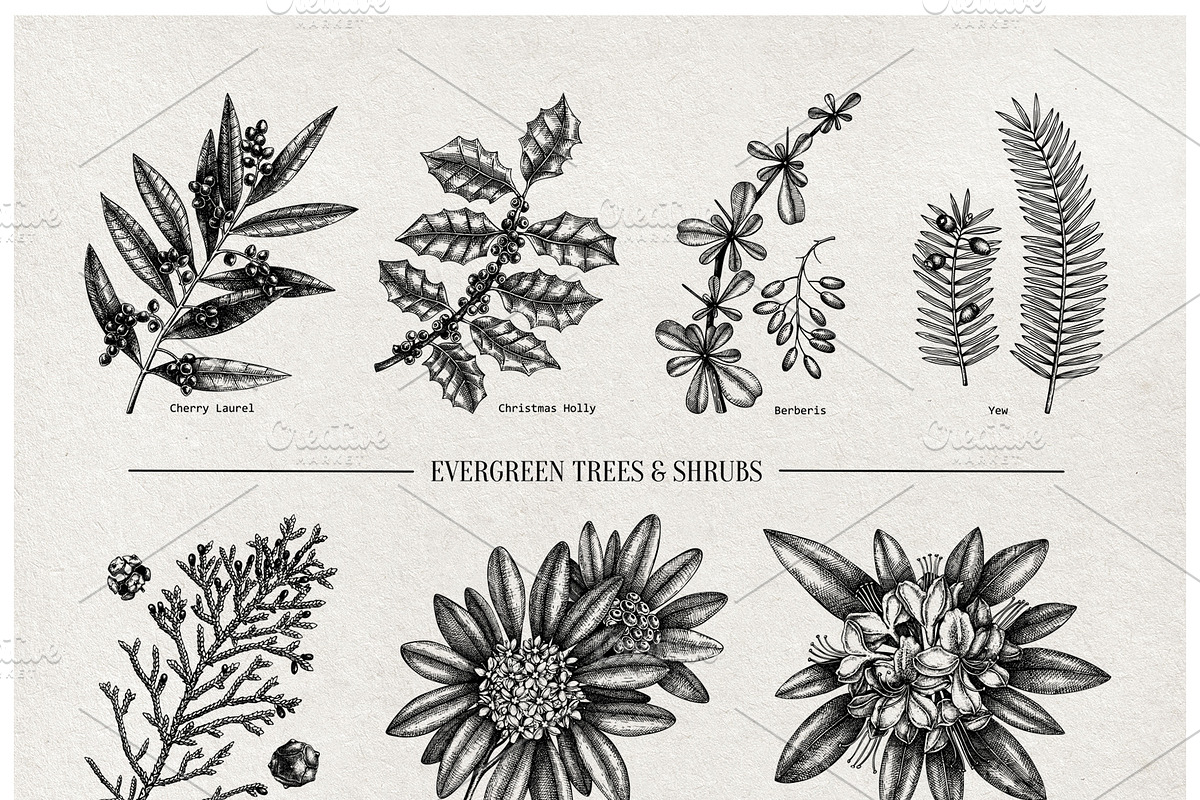 Winter Plants Set. Christmas Designs, a Seasonal Illustration by Yevheniia (Photo 12 of 13)