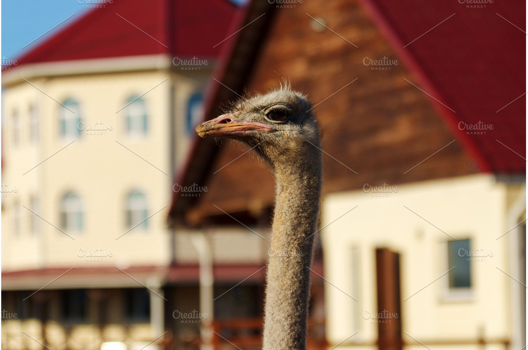 Ostriches gather in a dusty farmyard, an Animal Photo by darksoul72