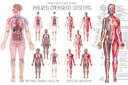 Watercolor anatomical body charts, a Healthcare Illustration by Ekaterina Glazkova (Thumbnail 6 of 8)