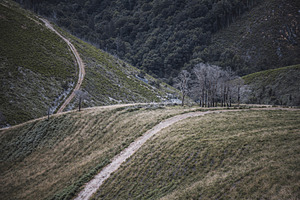 Burned tree patch in green valley, a Nature Photo by SkyNext