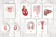 Human Anatomy Watercolor Organs, an Education Illustration by Innerlanel (Thumbnail 2 of 3)