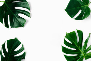 Frame tropical leaves monstera containing monstera, leaves, and leaf