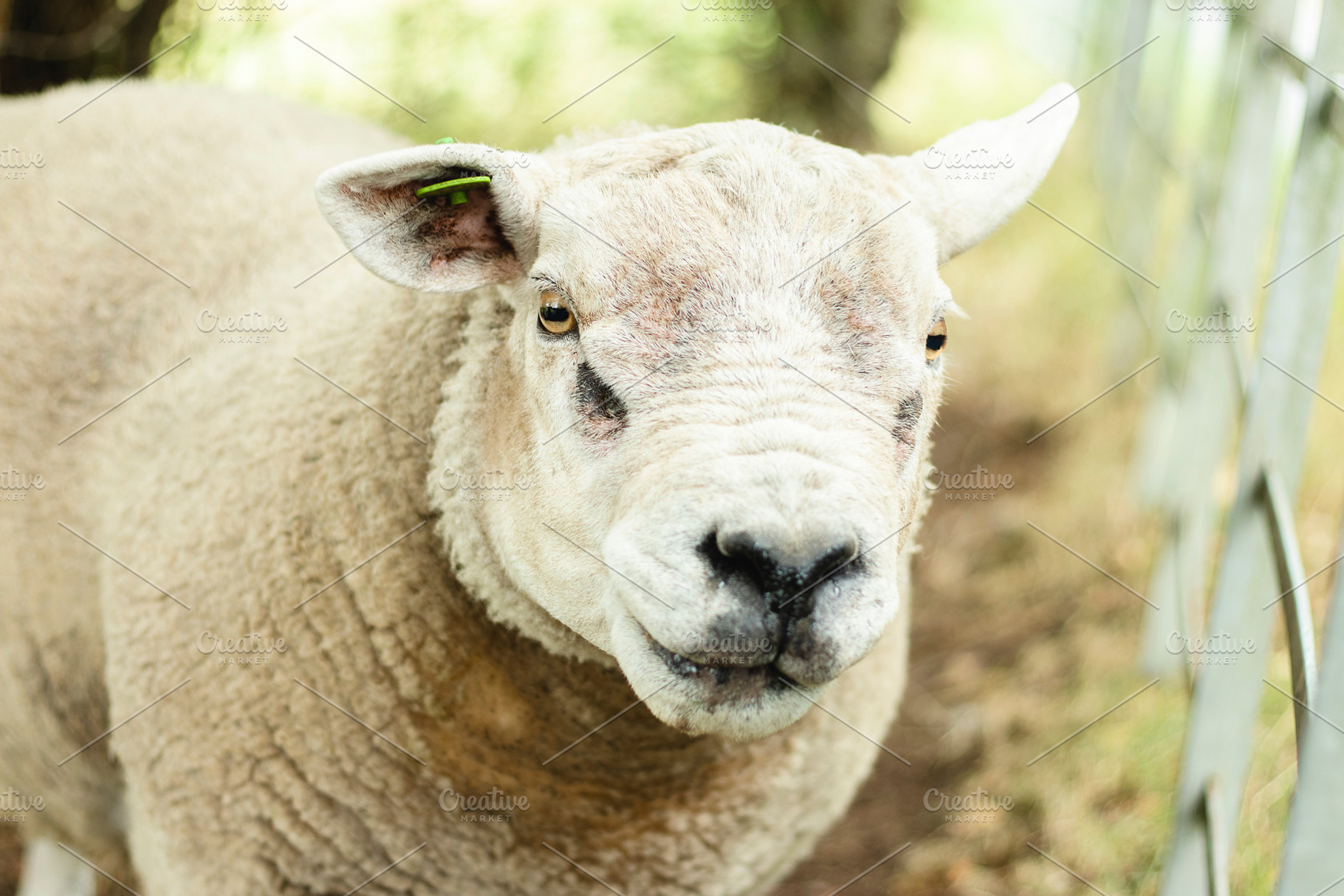 Horizontal Woolly Sheep Photo, an Animal Photo by René Jordaan Photography